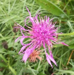 Greater Knapweed
